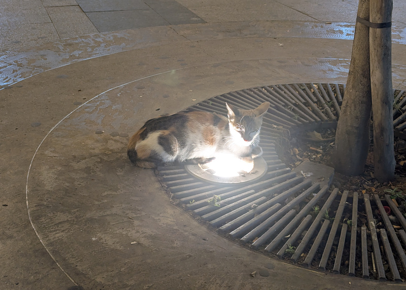 L'art de se réchauffer à la mode féline pour la nuit