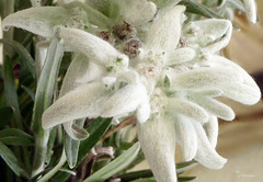 Edelweiss