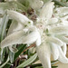 Edelweiss