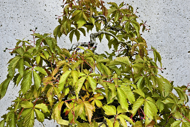 Bonsai Virginia Creeper – Botanical Garden, Montréal, Québec