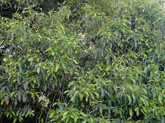 DSC01364 - jambolão Syzygium cumini, Myrtaceae