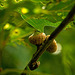 Acorns in Evening Shade