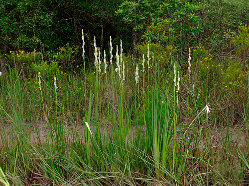 Spiranthes laciniata (lace-lipped ladies'-tresses orchid)