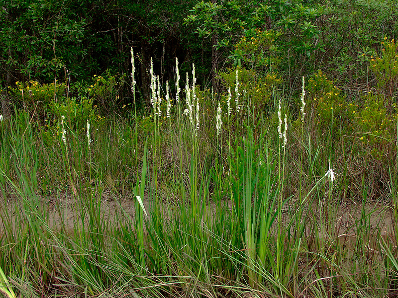 Spiranthes laciniata (lace-lipped ladies'-tresses orchid)