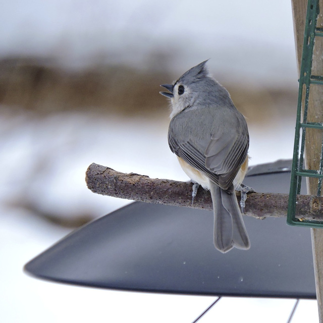 Tufted Titmouse