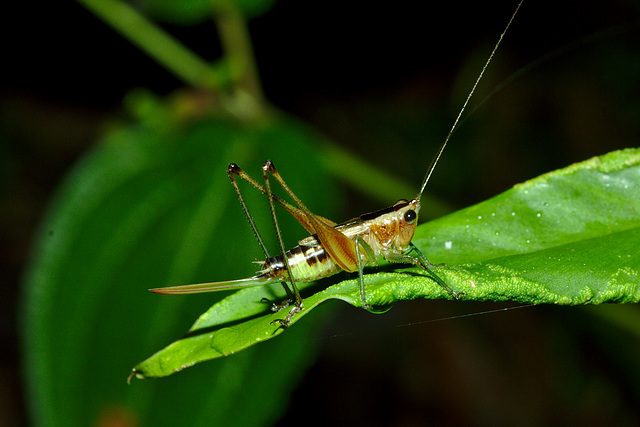 Cricket IMG_6910