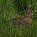Brown Hare