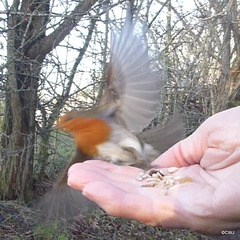 The gazebo robin mid flight!