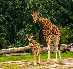 Giraffes