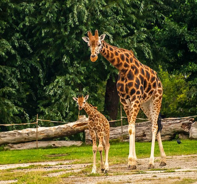 Giraffes