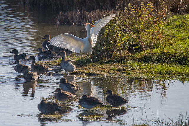 Cattle egret