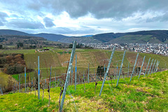 Weinberge im März