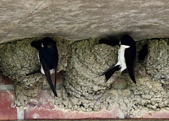 Junge Schwalben, zurück ins Nest   (1 pip)