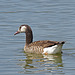 Canada Goose x Greylag Goose