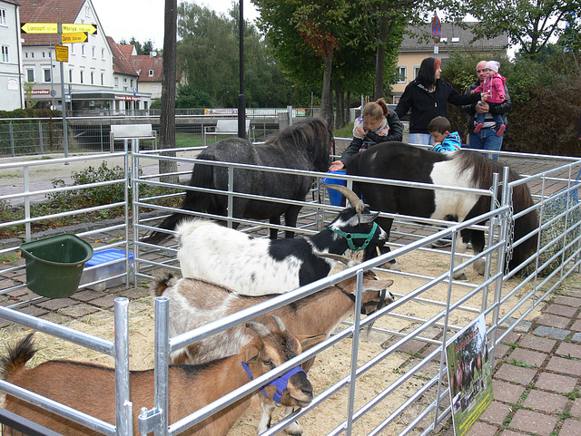 Tiere am Bauernmarkt