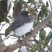 Dark-Eyed Junco