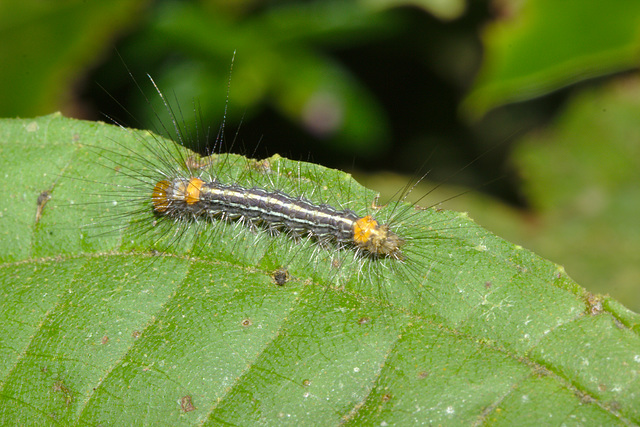 Caterpillar IMG_7070