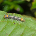 Caterpillar IMG_7070