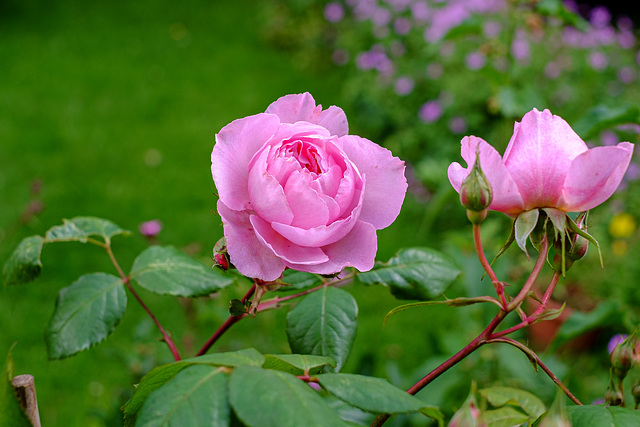 The Ancient Mariner in flower again