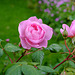 The Ancient Mariner in flower again