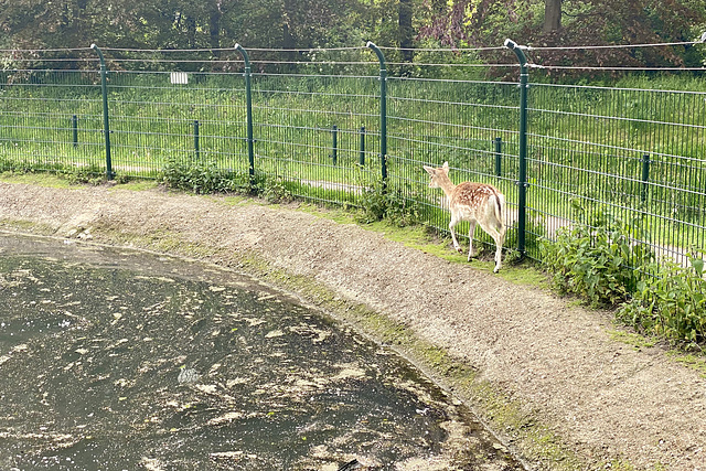 Deer planning an escape