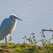 Little egret