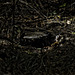 Luna, Wald, Familie, Benneckenstein