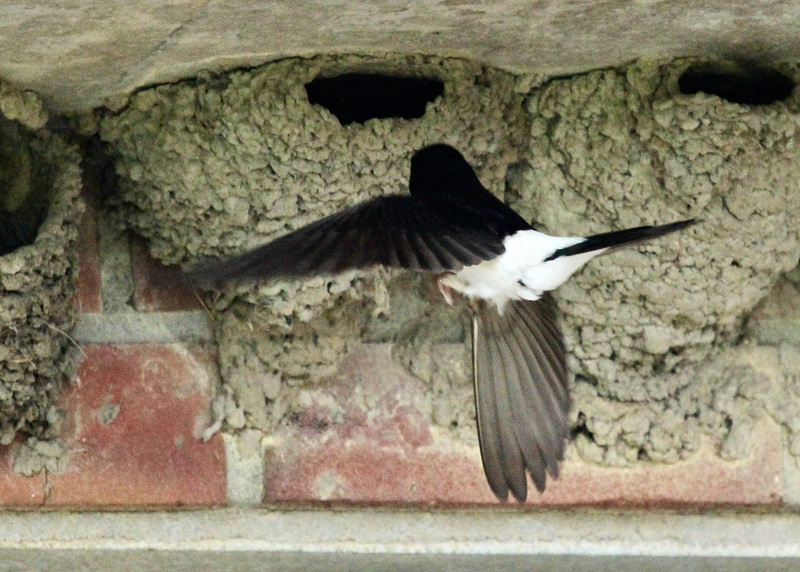 Schwalben fliegen blitzartig schnell