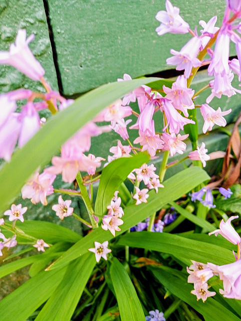 Pink bluebells.