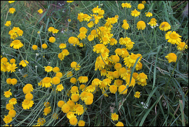 Anthemis tinctoria