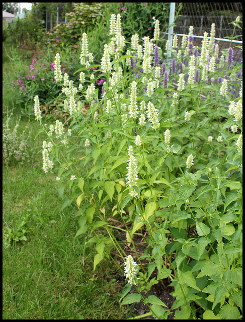 Agastache blanche (1)