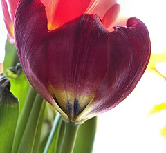 Tulip 1