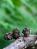 Pictures for Pam, Day 52: Conifer Cones