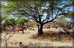 Oman :  Ṣalāla - un'oasi verde per dromedari