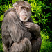 Chimp at Chester Zoo. (1)
