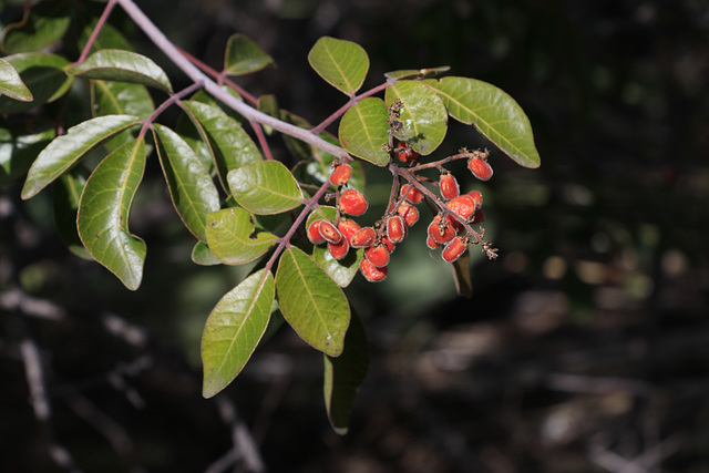 Evergreen Sumac