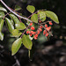 Evergreen Sumac