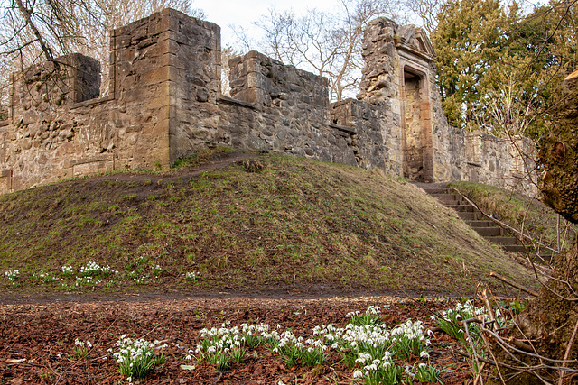 Snowdrops at Cammo House