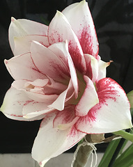 in full bloom