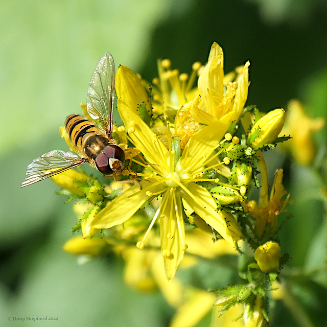 Hoverfly gets the gold prize