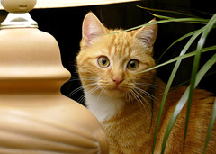 Charlie, un nouveau compagnon