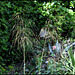 Stipa gigantea