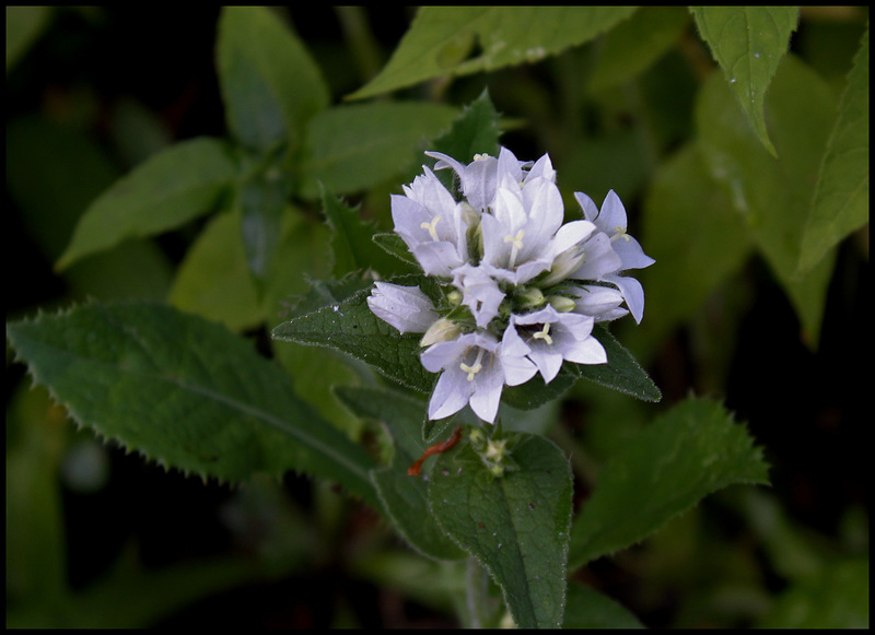 Campanula glomerata alba