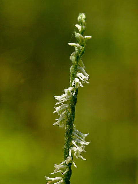 Spiranthes lacera var. lacera (Northern Slender Ladies'-tresses orchid)