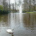Swan On The Lake In Keukenhof