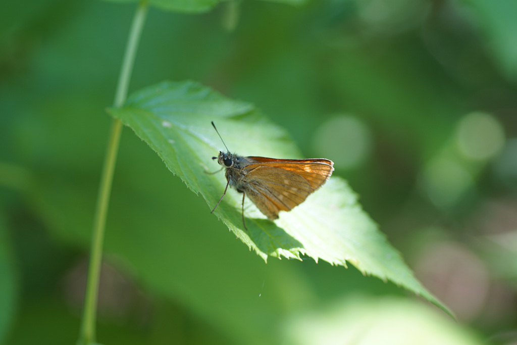 Dickkopffalter (vermutlich Ochlodes sylvanus)