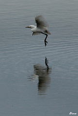 Aigrette  Garzette