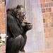 Chimp at Chester Zoo.