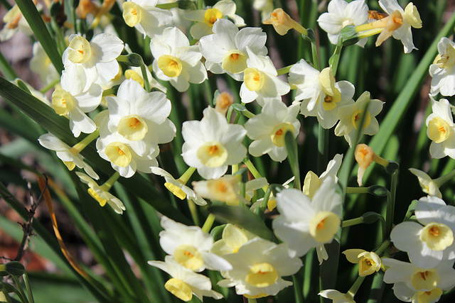 Spring is not far away !!  a bed of Jonquils !!   3-2020