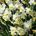 Spring is not far away !!  a bed of Jonquils !!   3-2020